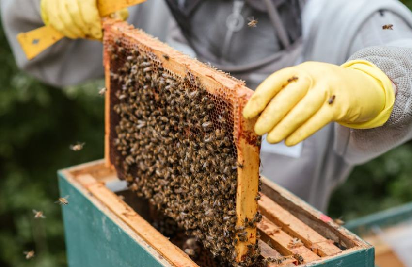 Why Local Bee Keepers are the Key to Save Bees